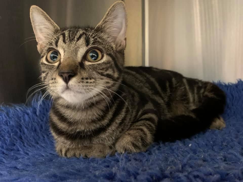 Tabby Cat With Wide Eyes — Marlin Coast Veterinary Hospital in Trinity Beach, QLD