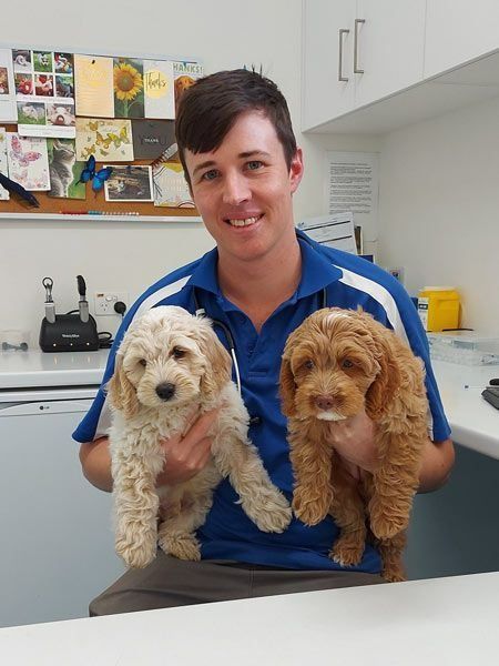 Man in Blue Shirt Holding Two Fluffy, Curly-haired — Marlin Coast Veterinary Hospital in Trinity Beach, QLD