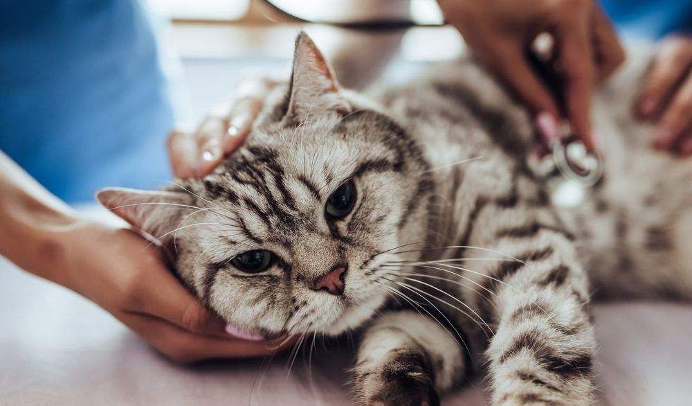 Cat at the Vet Being Examined With Stethoscope — Marlin Coast Veterinary Hospital in Trinity Beach, QLD