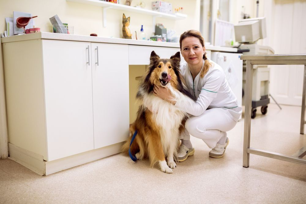 Veterinarian in White Scrubs Crouches — Marlin Coast Veterinary Hospital in Trinity Beach, QLD