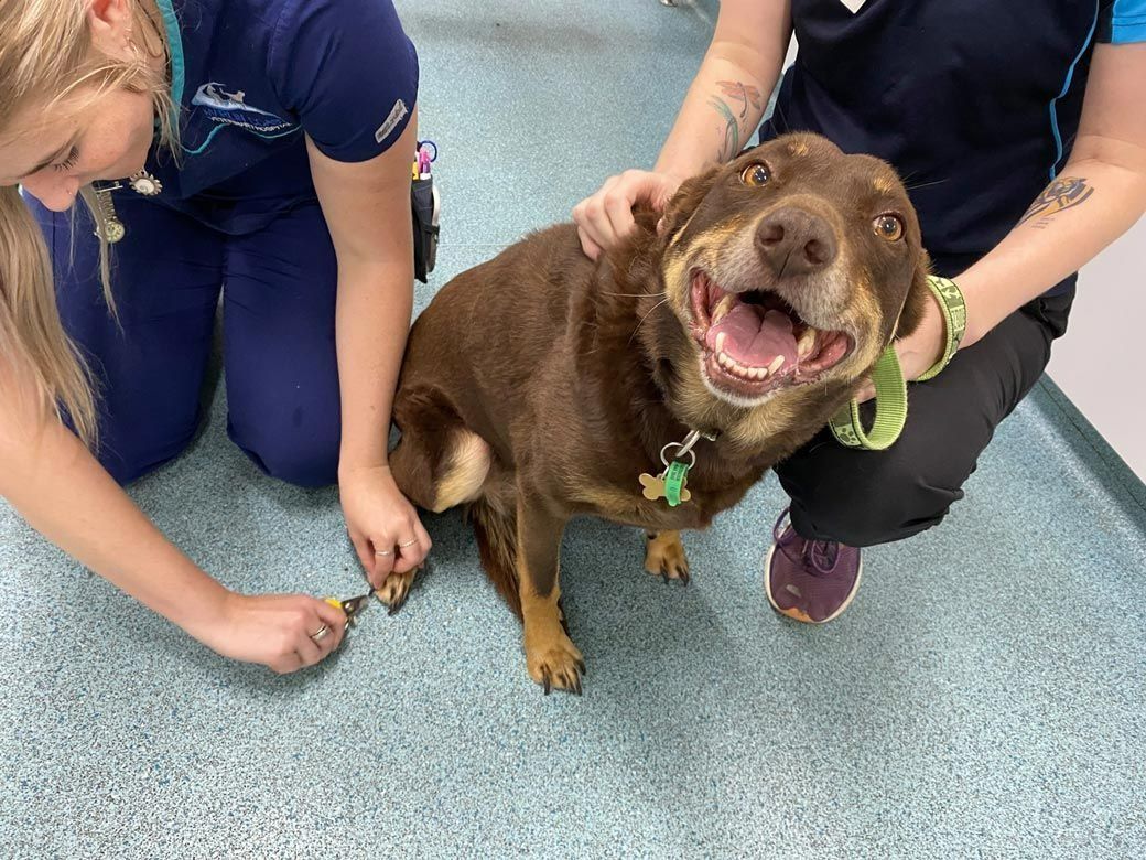 Dog Getting Nails Trimmed by Two People — Marlin Coast Veterinary Hospital in Trinity Beach, QLD