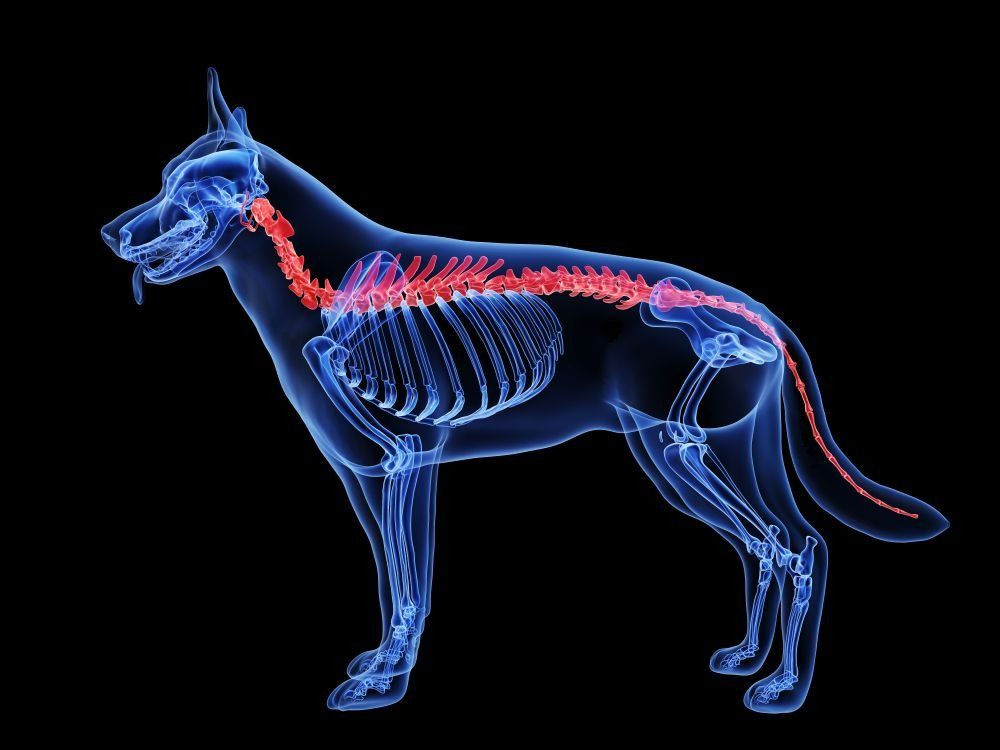 X-ray Illustration of a Dog, Showing Its Skeletal — Marlin Coast Veterinary Hospital in Trinity Beach, QLD