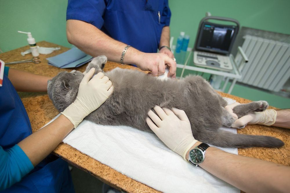 Veterinarian Performing an Ultrasound on a Gray Cat — Marlin Coast Veterinary Hospital in Trinity Beach, QLD