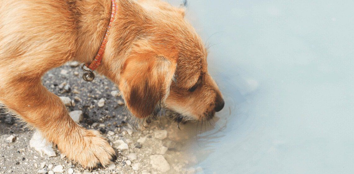 Golden Retriever Puppy Drinking Water — Marlin Coast Veterinary Hospital in Trinity Beach, QLD