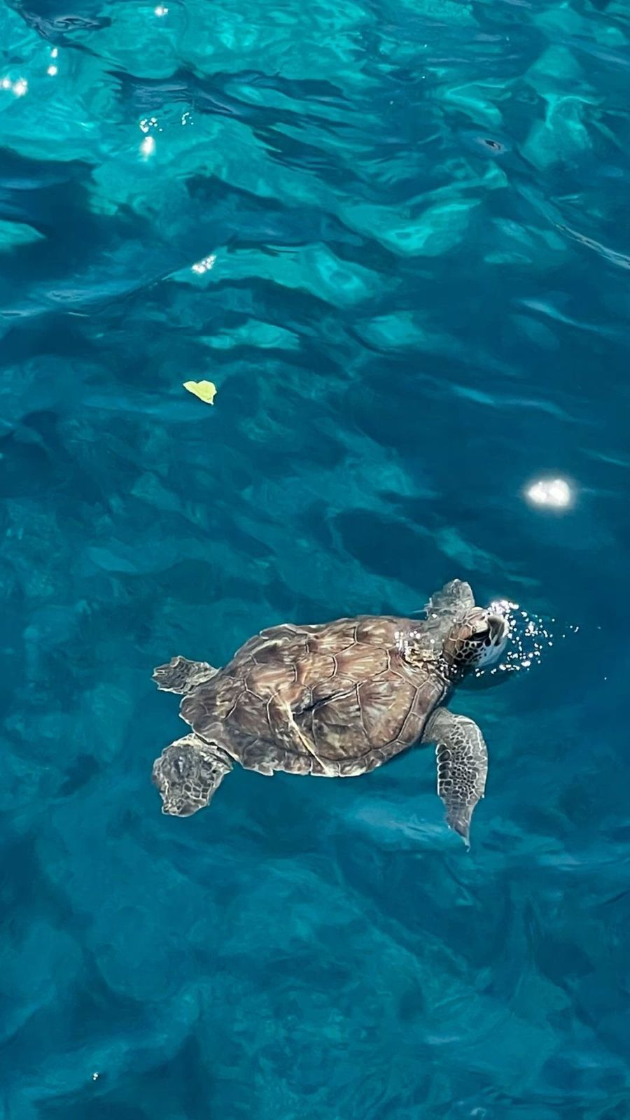 Sea turtle swimming in bright blue ocean water.
