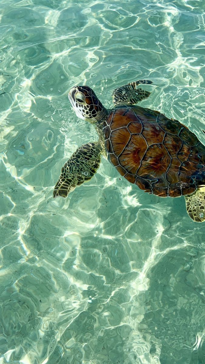 Sea turtle swimming in clear, turquoise water. Sunlight reflects off the surface.