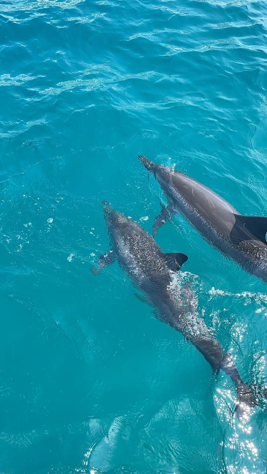 Two dolphins swim in turquoise ocean waters.
