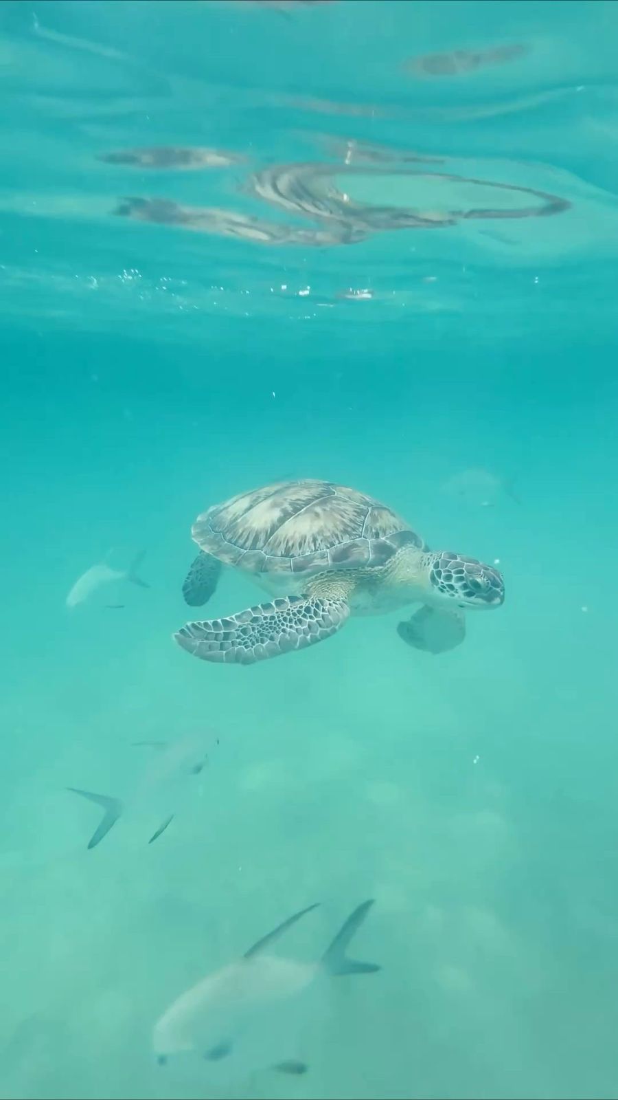 Sea turtle swimming in clear turquoise water, with fish visible below.