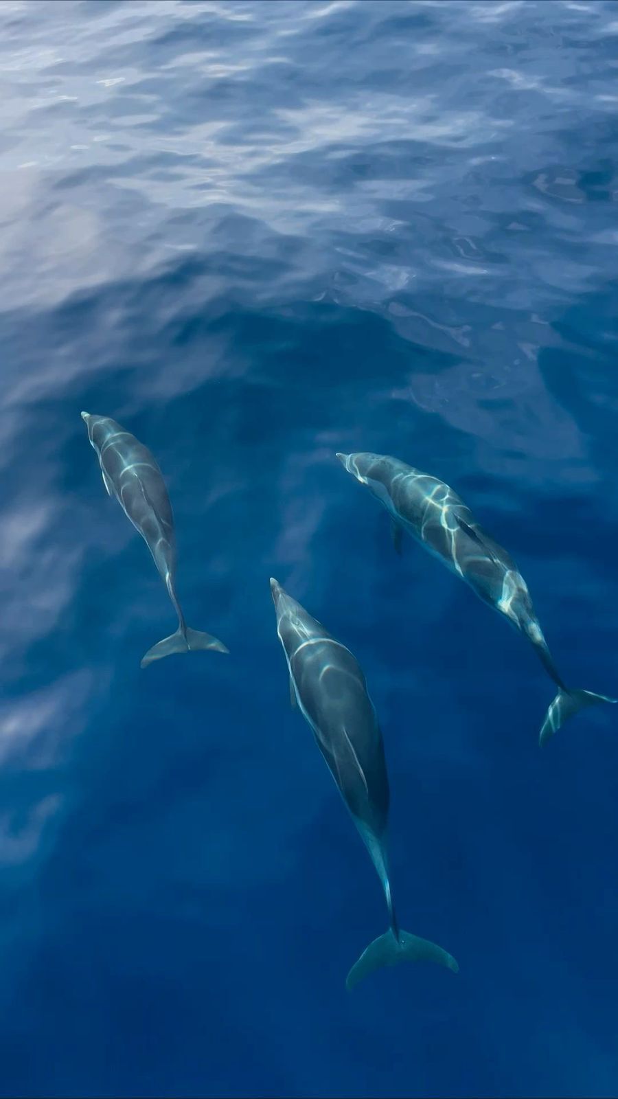 Three dolphins swimming in blue ocean water.