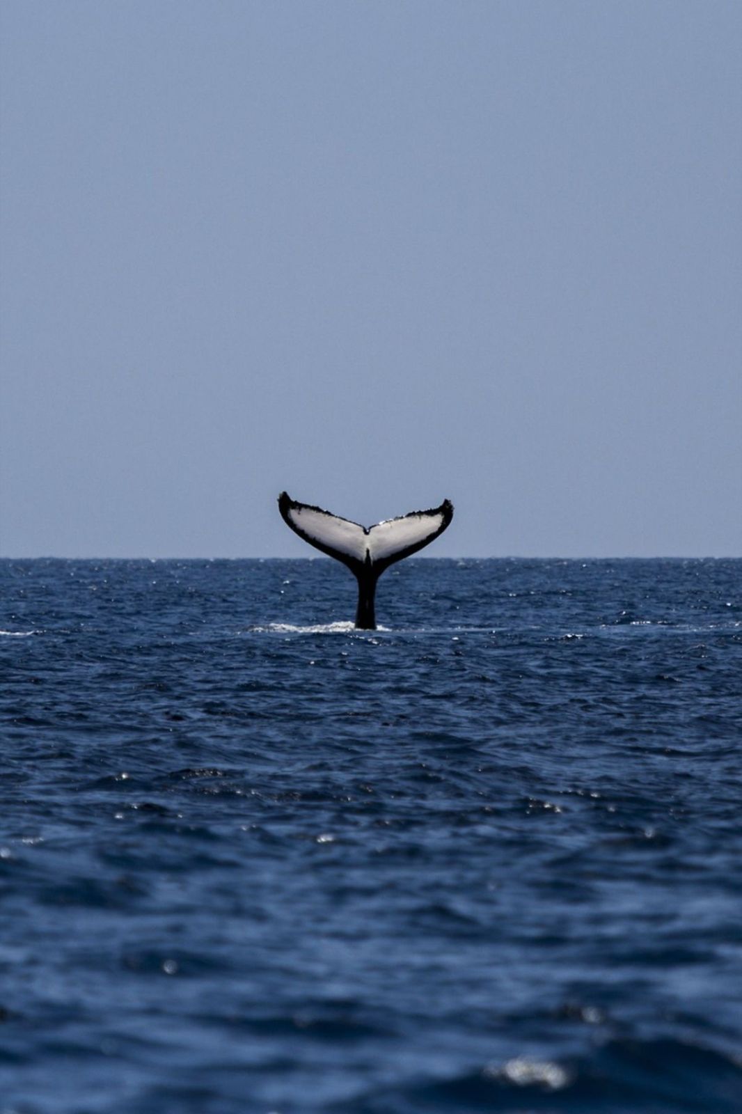 Whale tail emerging from the ocean's surface against a clear blue sky.