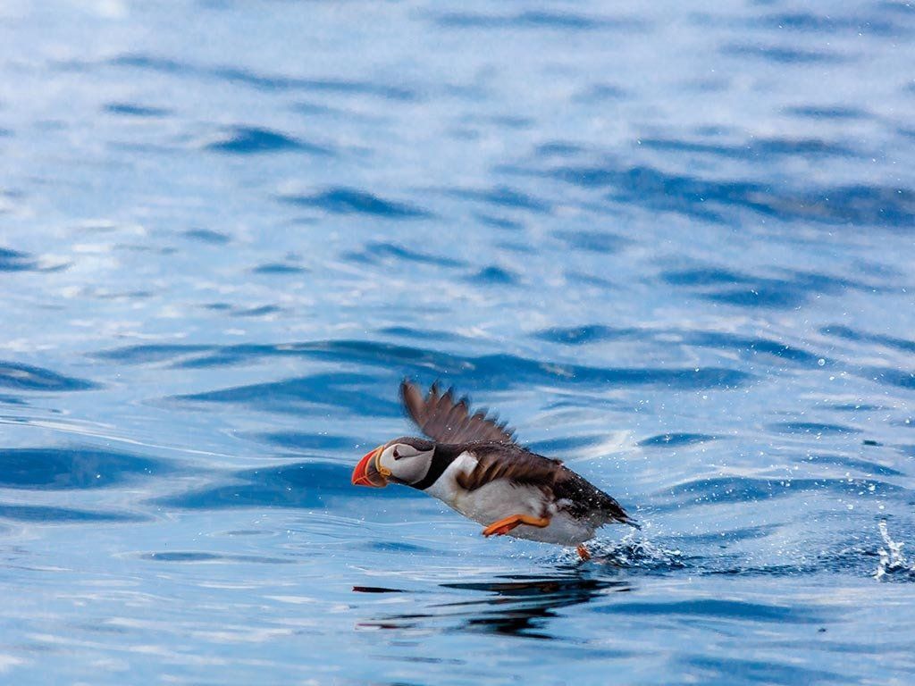 Puffin skimming low over rippling blue water, wings outstretched
