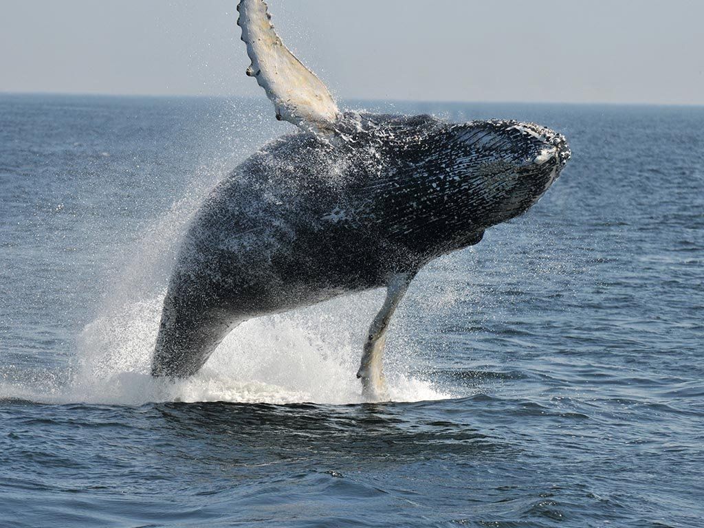 Saguenay, where the whales play!