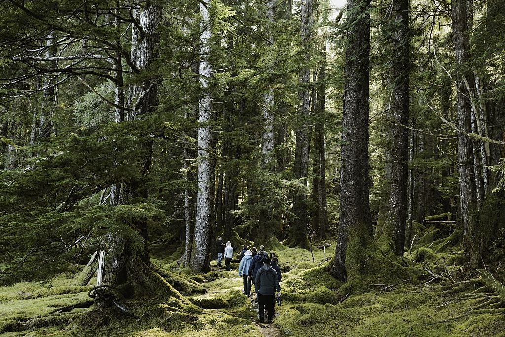Hikers with backpacks walk a forest path surrounded by tall green trees.