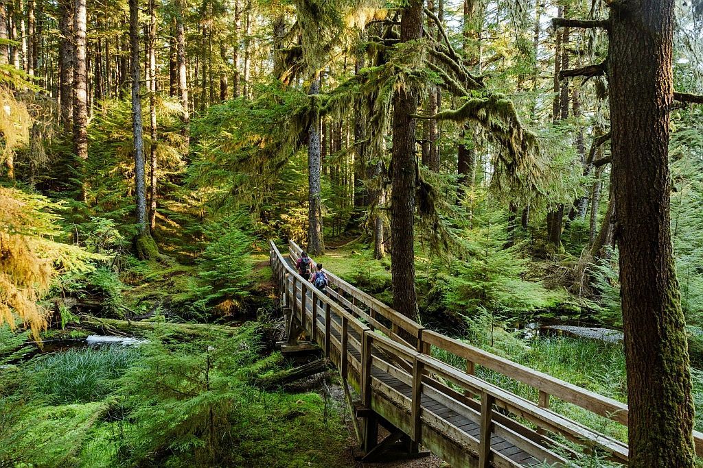 Wooden bridge in lush forest; two people walk across it.