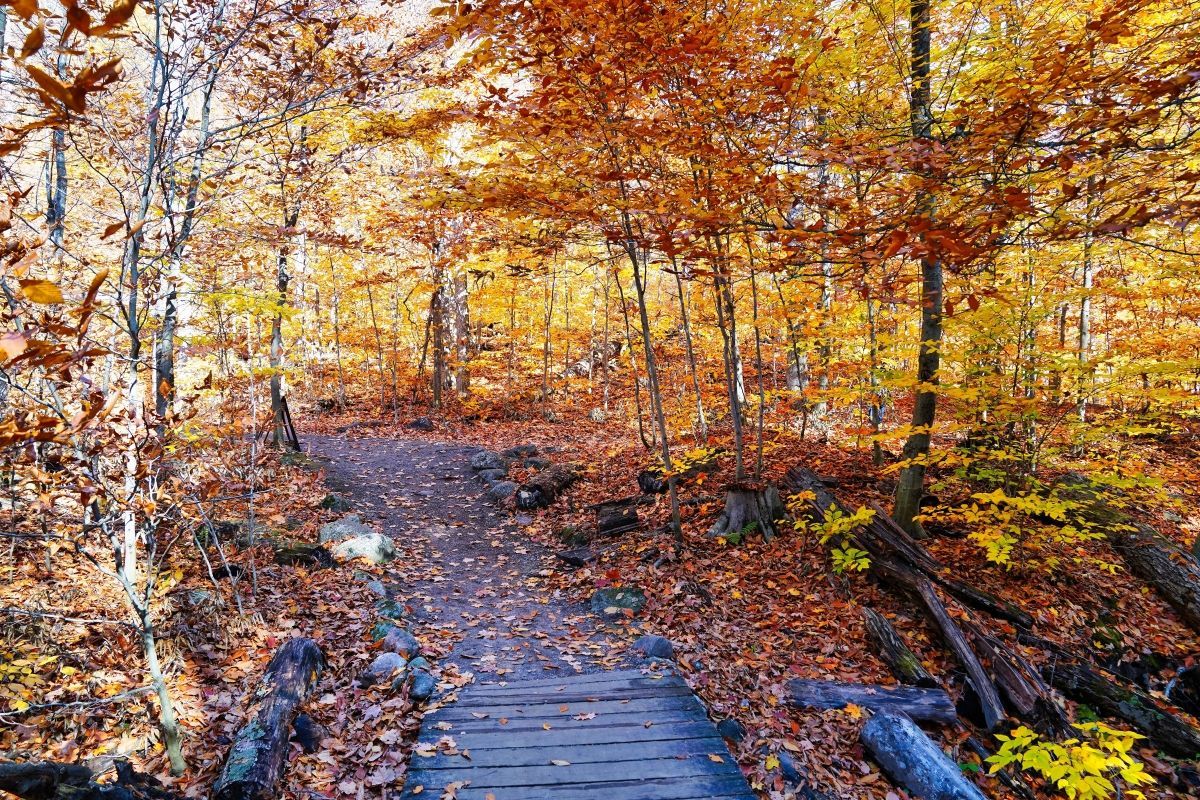 Forest Trail in Gatineau Park