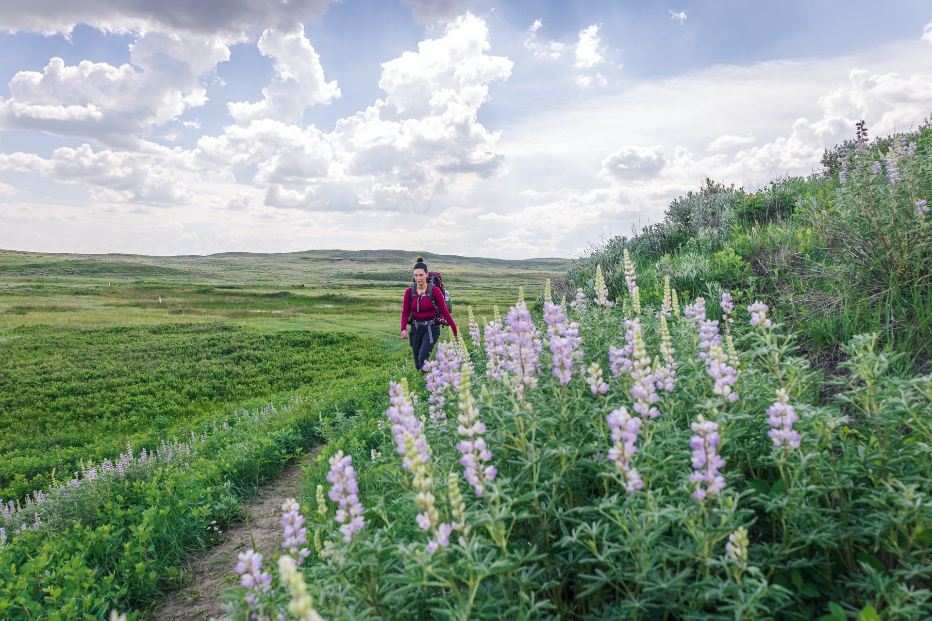 Woman hikes trail through a field of purple wildflowers under a cloudy sky.