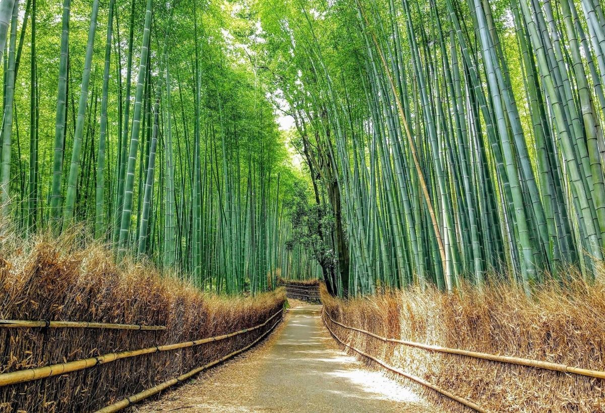 bamboo grove walkway
