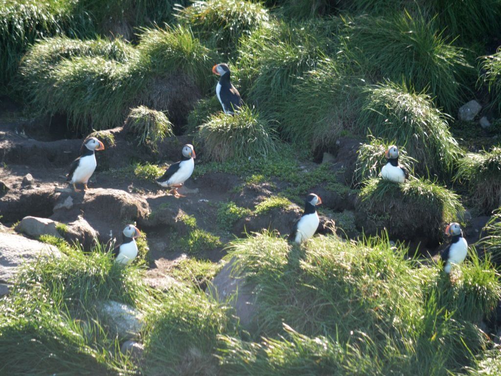 Group of puffins with colorful beaks on a grassy hillside.