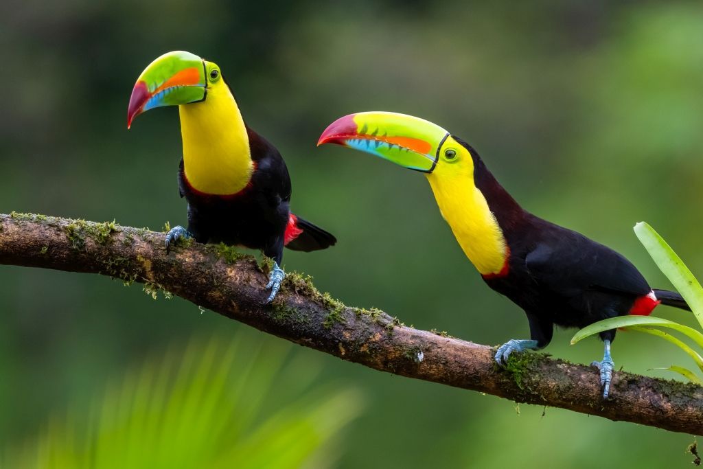 Costa Rica birds, credit Holland America