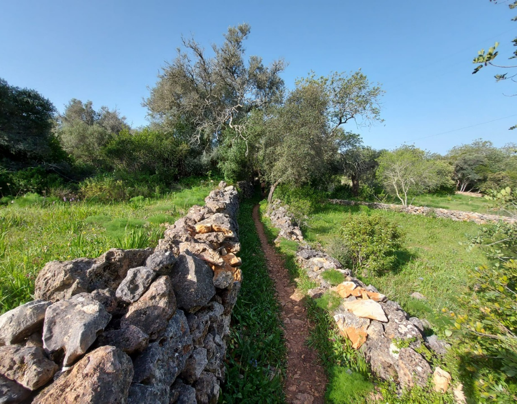 Stone-walled path through a grassy field with trees under a clear blue sky.