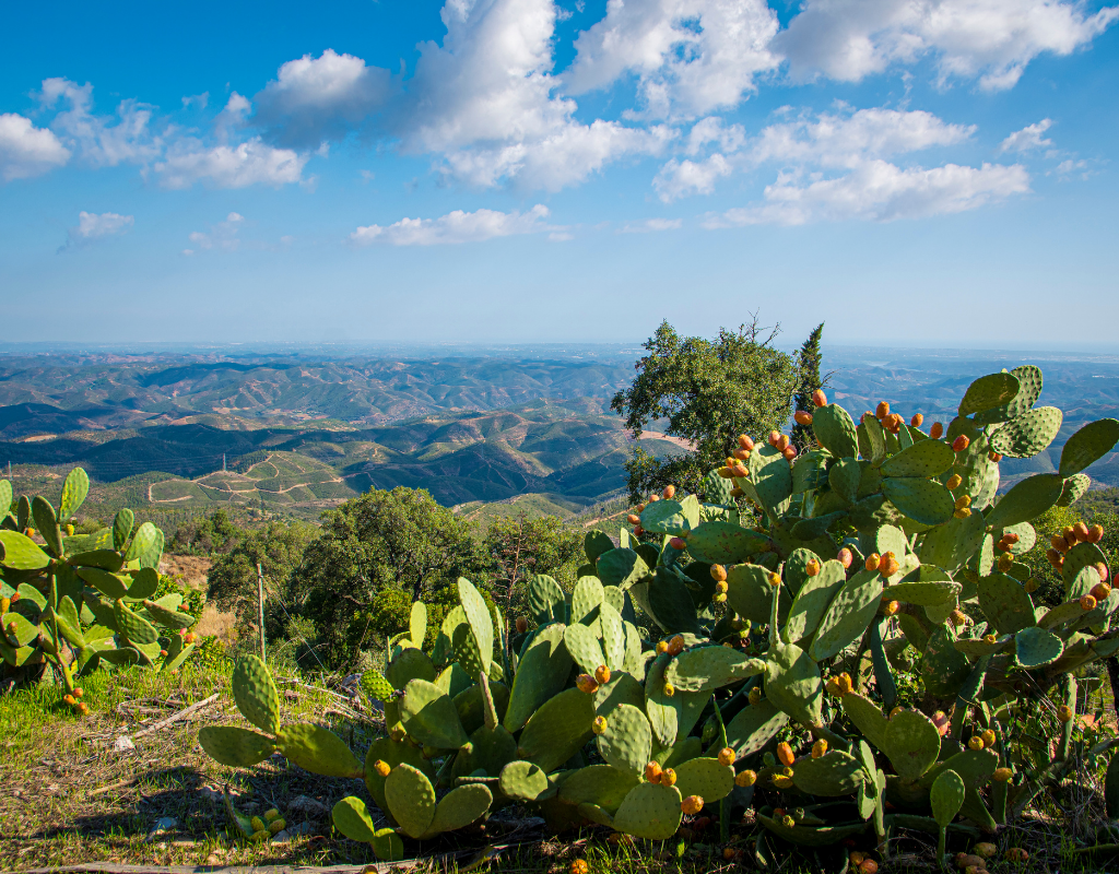 Cactus with ripe fruit overlooks a hilly landscape under a blue sky with fluffy white clouds.