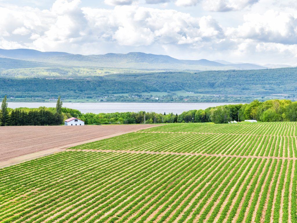 Springtime fields in Île d’Orléans