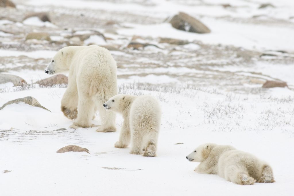 Ultimate Polar Bear Adventure