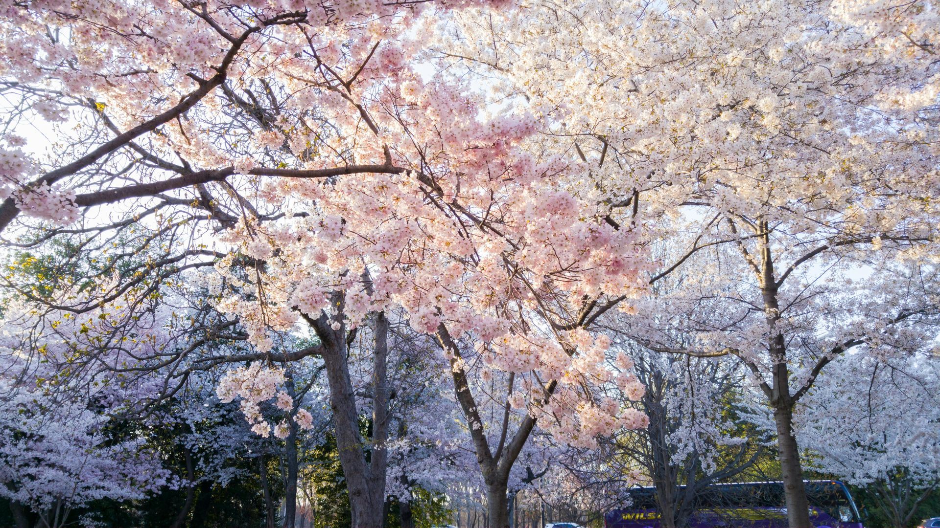Cherry trees in full bloom, pink and white flowers, spring season.