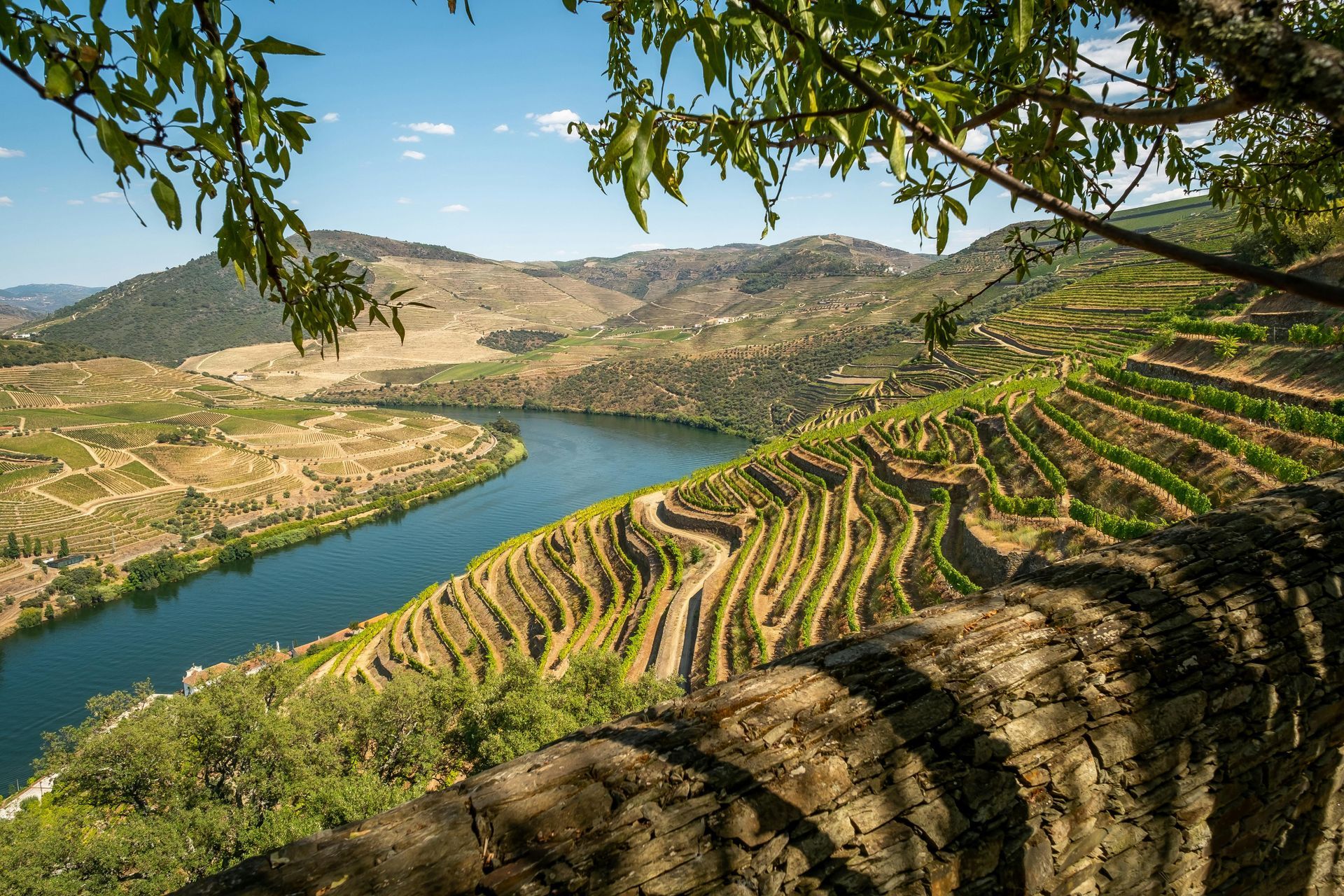 Terraced vineyards above a winding river in a sunny mountain valley