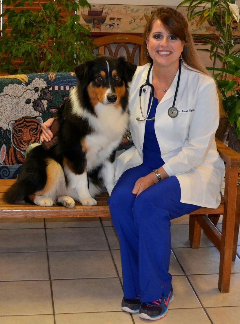 Small & Large Animal Medicine – Stephenville, TX – Ark Veterinary Hospital