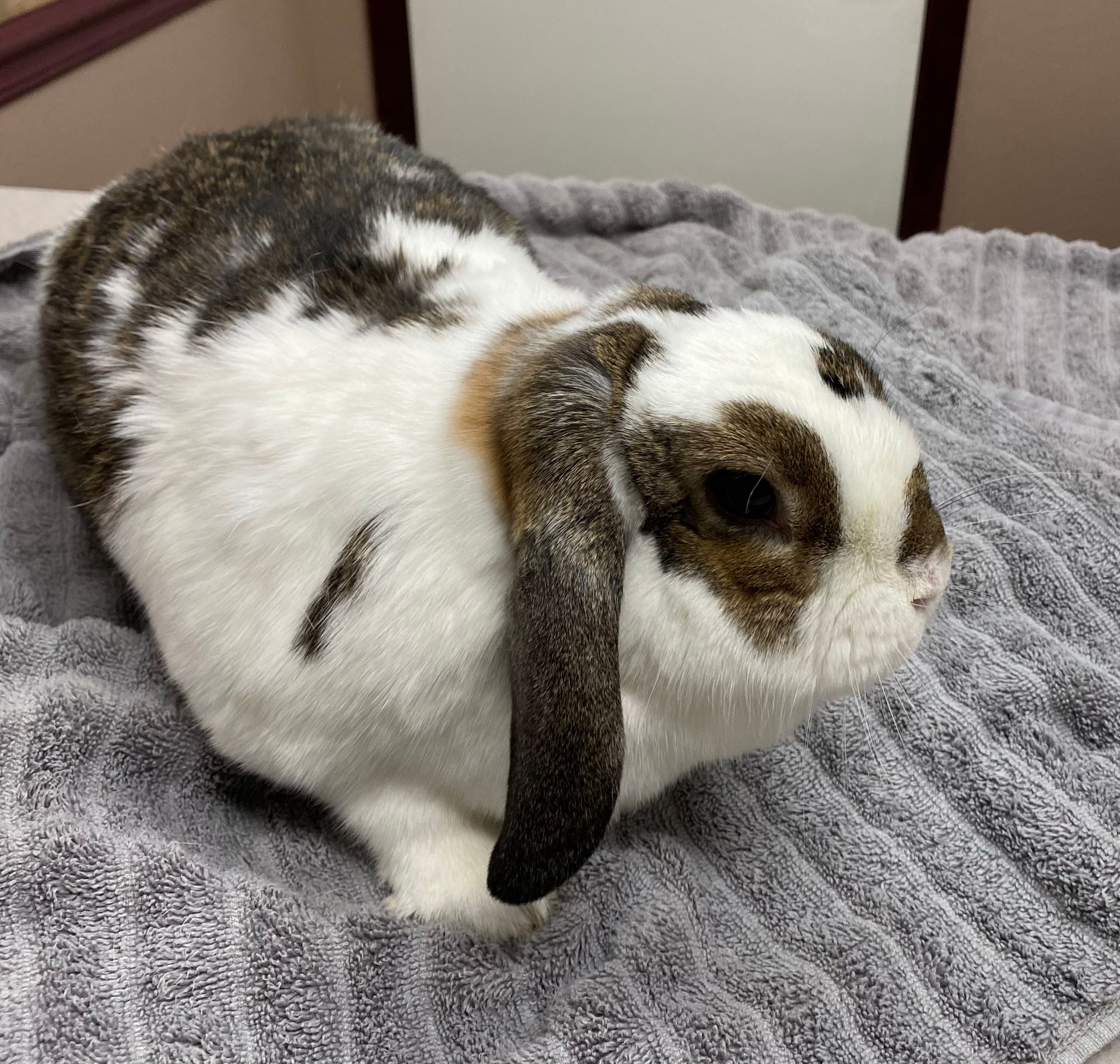 Exotic Animal Medicine & Surgery – Stephenville, TX – Ark Veterinary Hospital