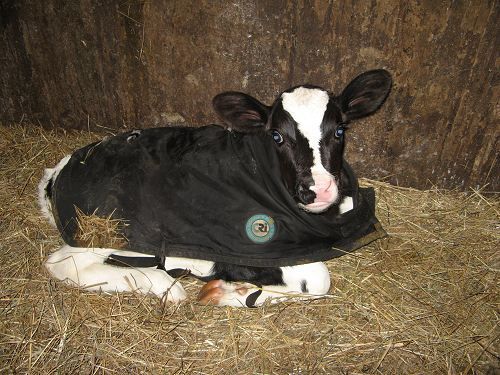 A Newly Born Calf – Stephenville, TX – Ark Veterinary Hospital