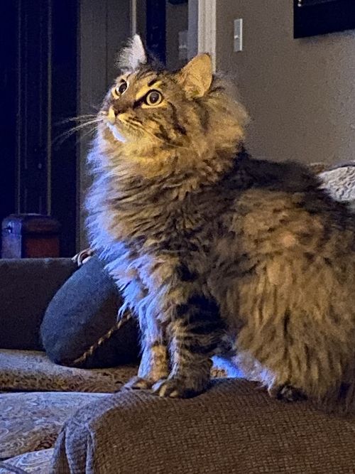 A Cat Looking Up – Stephenville, TX – Ark Veterinary Hospital