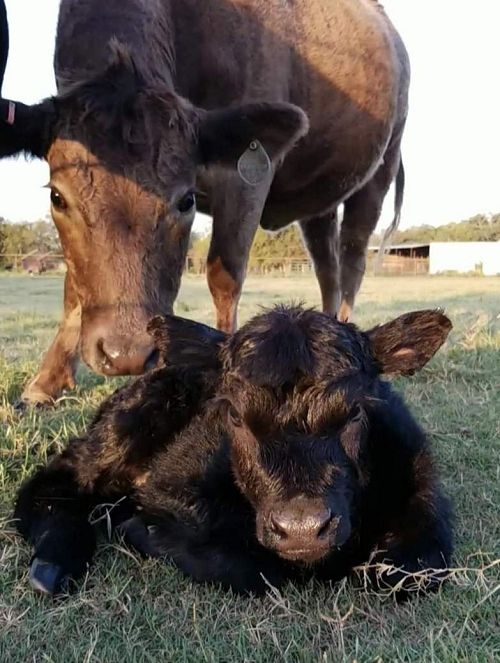 A Mother And A Baby Cow – Stephenville, TX – Ark Veterinary Hospital