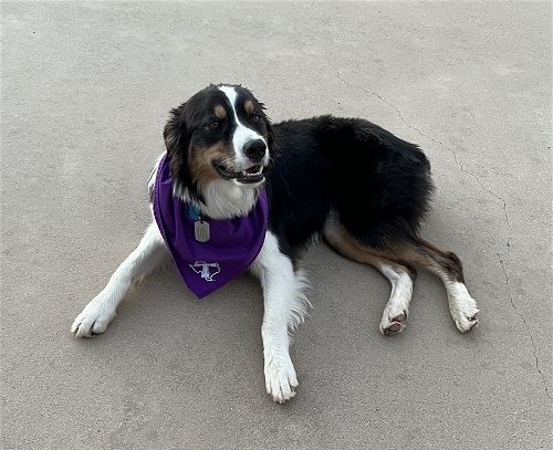 A Dog Wearing A Scarf – Stephenville, TX – Ark Veterinary Hospital