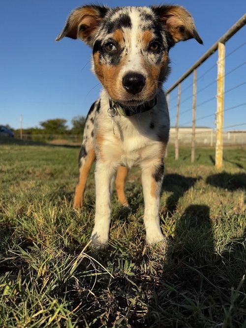 A Photo Of A Dog In The Middle Of The Field – Stephenville, TX – Ark Veterinary Hospital