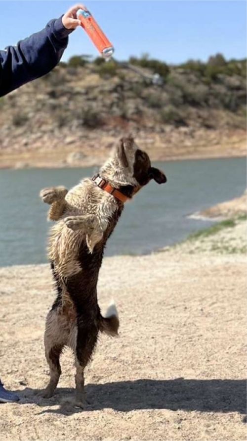 A Healthy Dog Jumping – Stephenville, TX – Ark Veterinary Hospital