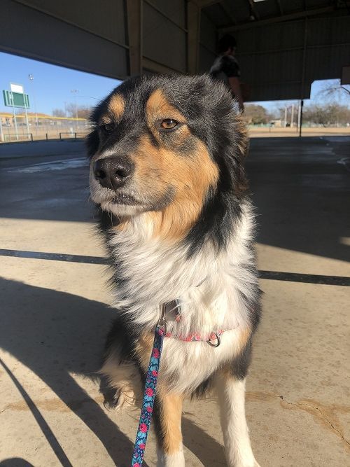 A Dog With Long Fur – Stephenville, TX – Ark Veterinary Hospital