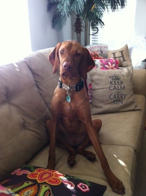 A Big Brown Healthy Dog – Stephenville, TX – Ark Veterinary Hospital