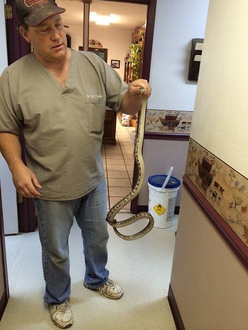 A Veterinary Holding A Snake – Stephenville, TX – Ark Veterinary Hospital