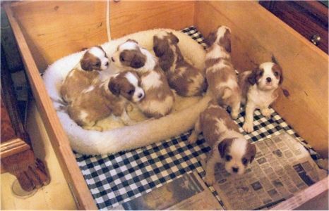 Puppies On A Bed – Stephenville, TX – Ark Veterinary Hospital