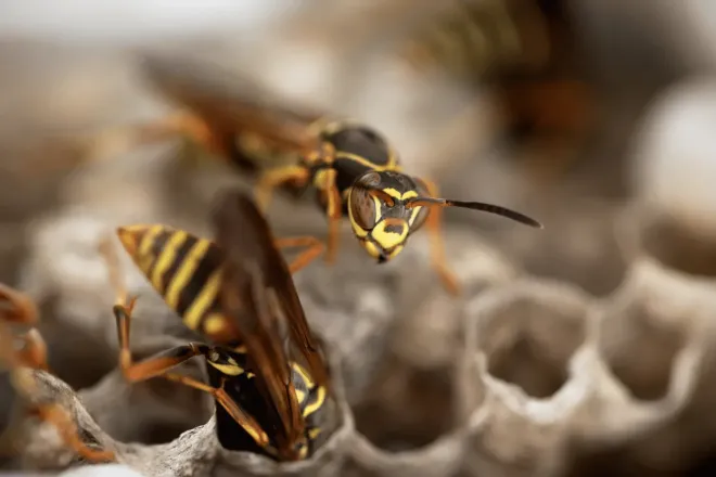 Two yellow and black striped wasps on a textured, hexagonal nest.