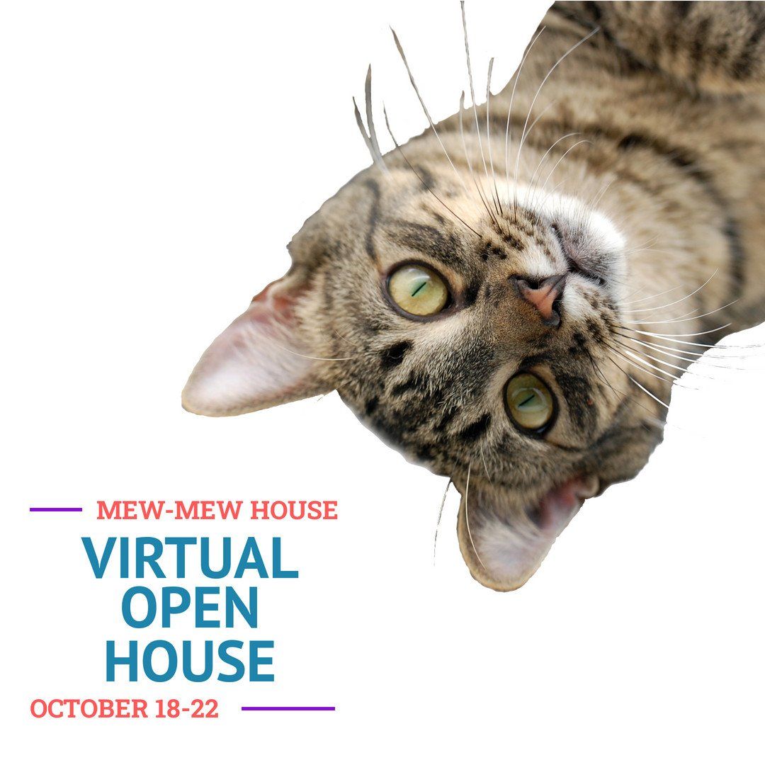 A cat is laying upside down on a virtual open house poster