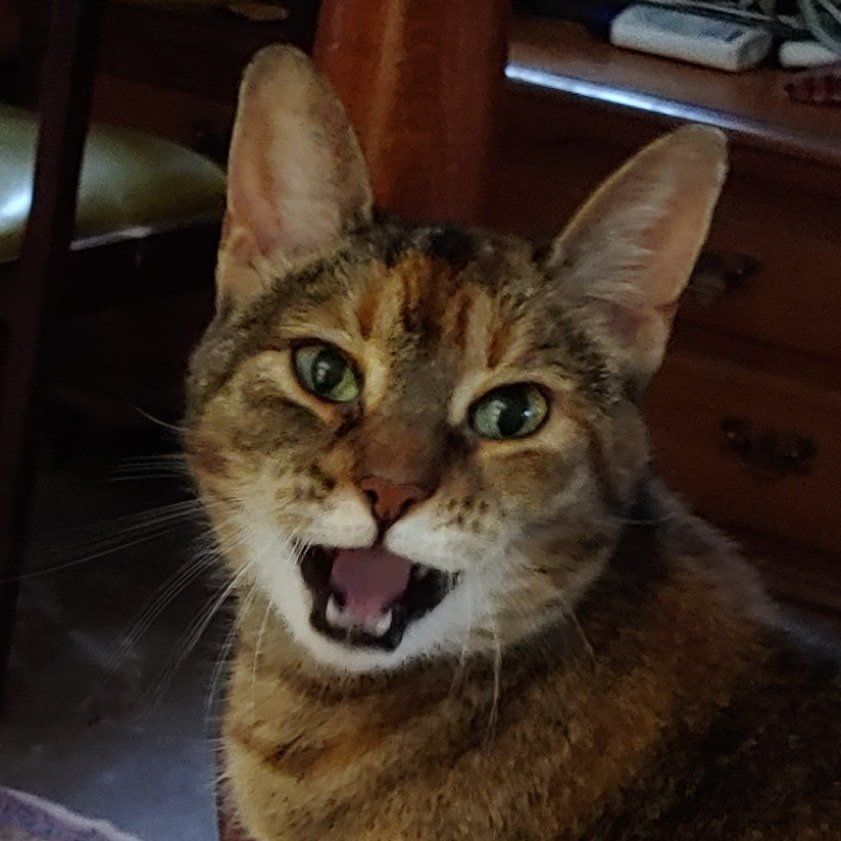 A close up of a cat with its mouth open.
