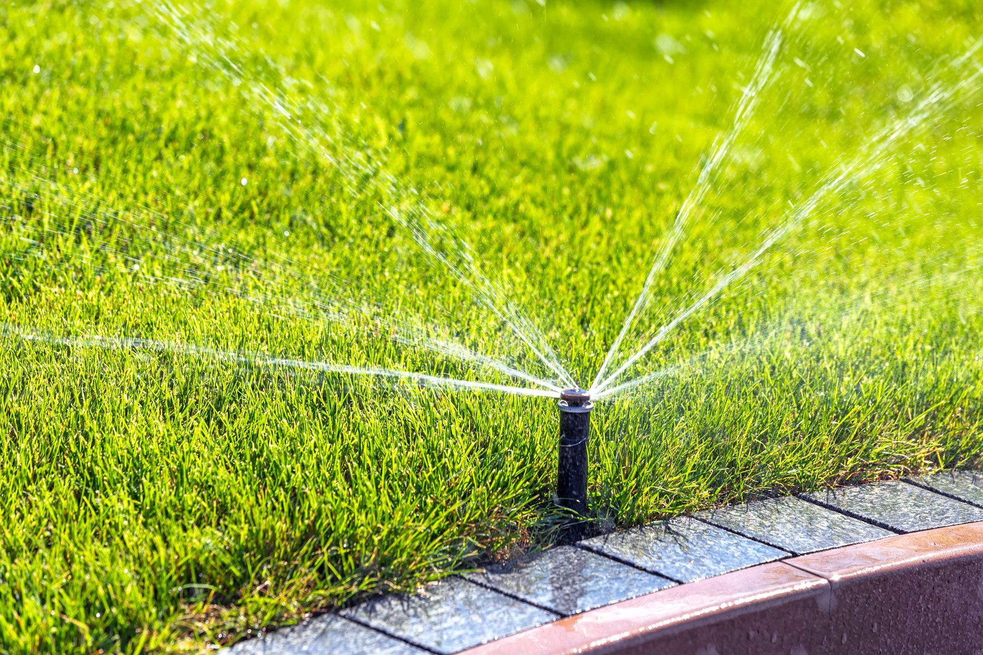 Lawn sprinkler watering a green grass lawn beside a curved brick border