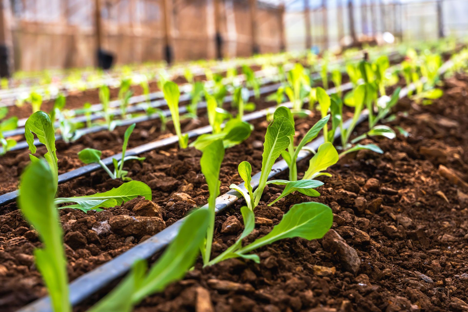Rows of young green seedlings growing in rich brown soil inside a greenhouse