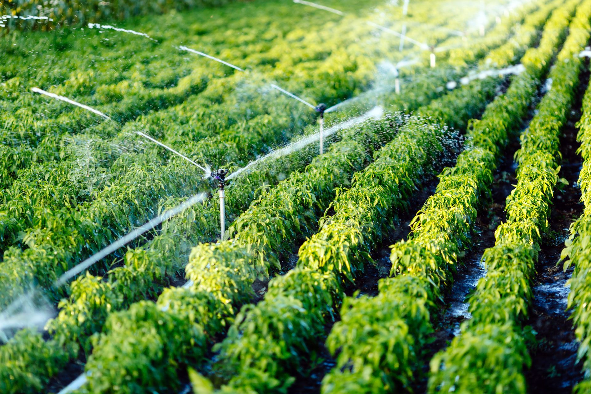Irrigated green crop rows in a farm field with sprinklers spraying water