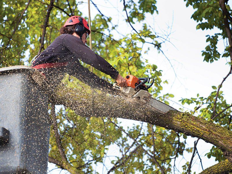 Tree Pruning Service — Lenexa, KS — MidWest Tree Service