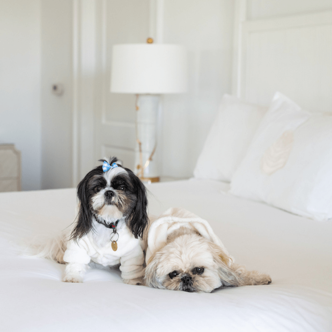 Two small dogs laying on a bed with a lamp in the background