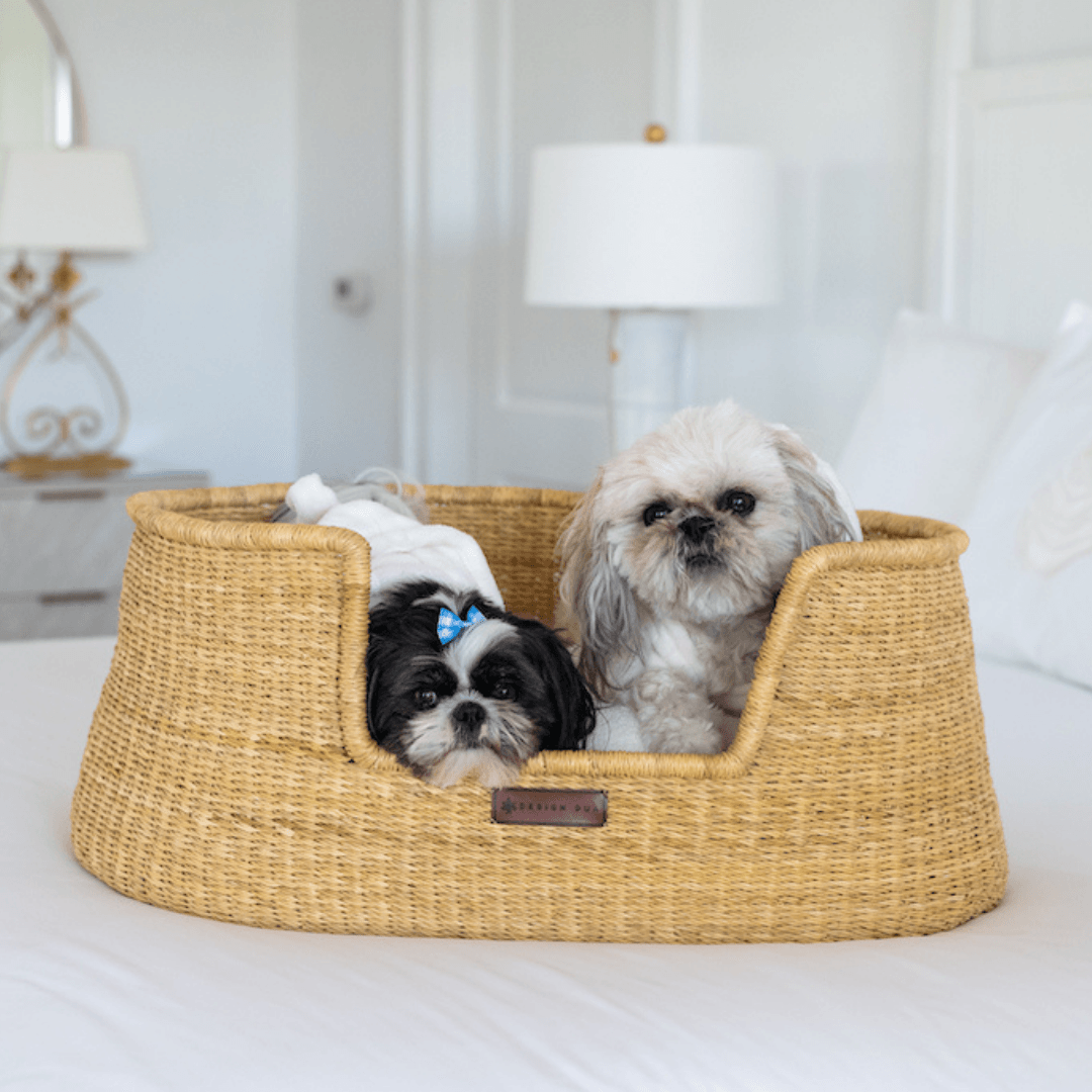 Two small dogs are sitting in a wicker dog bed